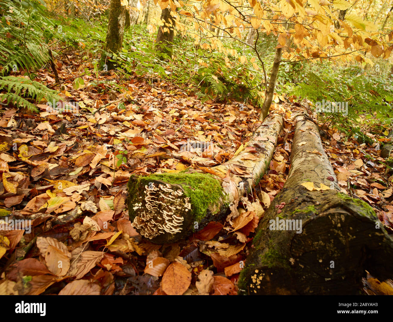 Bosques naturales, paisajes en otoño en inglés Fotografía de stock Alamy