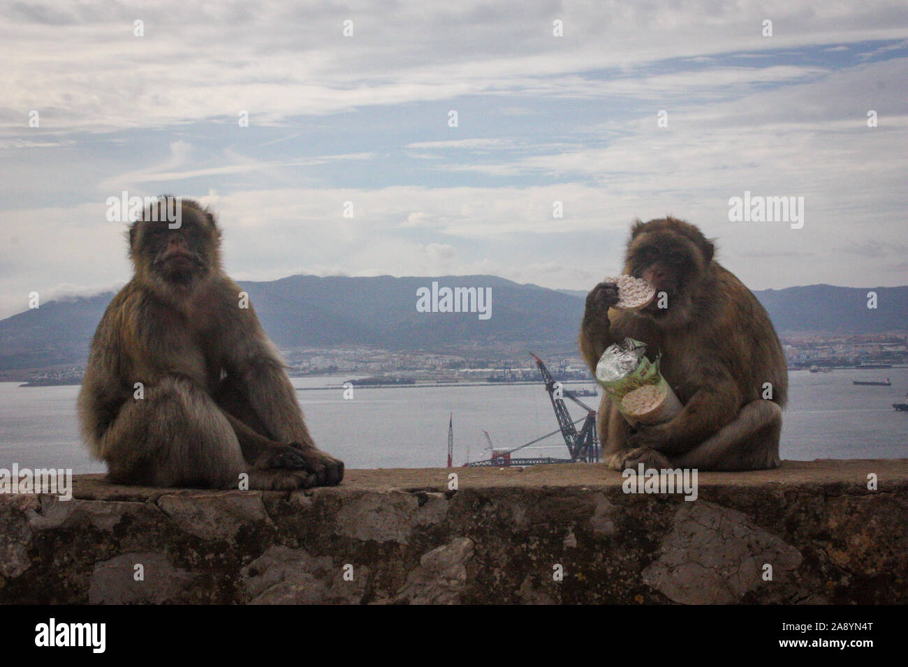 Dos macacos con algún turista saqueo! Comer un bocadillo de pinzado tortas de arroz en la parte inferior de la pared cerca de Carlos V los simios Den. Foto de stock