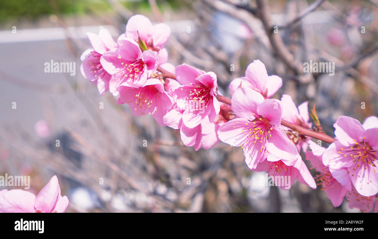 Hermoso y elegante pálida luz de flor de durazno rosa sobre la rama de un  árbol en un parque público jardín en primavera, Japón. Fondo difuminado  Fotografía de stock - Alamy