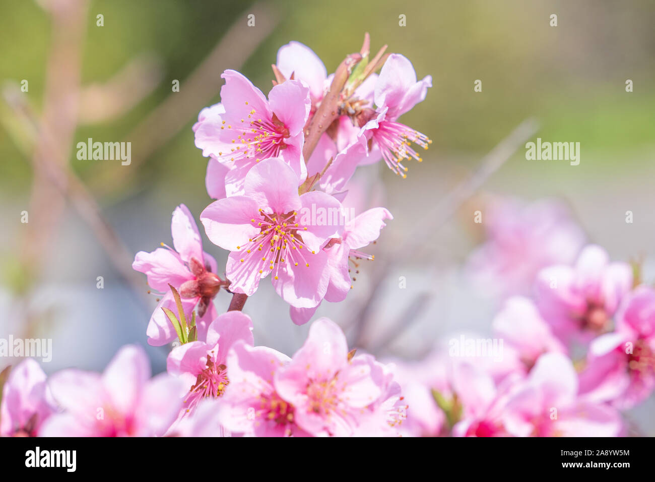 Hermoso y elegante pálida luz de flor de durazno rosa sobre la rama de un  árbol en un parque público jardín en primavera, Japón. Fondo difuminado  Fotografía de stock - Alamy