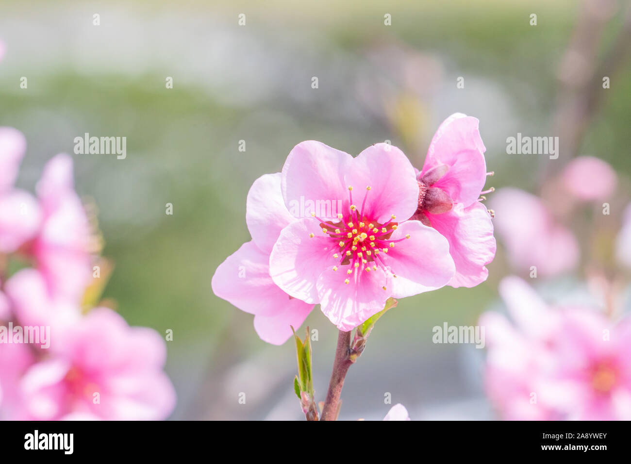 Capullo de flor de durazno fotografías e imágenes de alta resolución -  Página 10 - Alamy