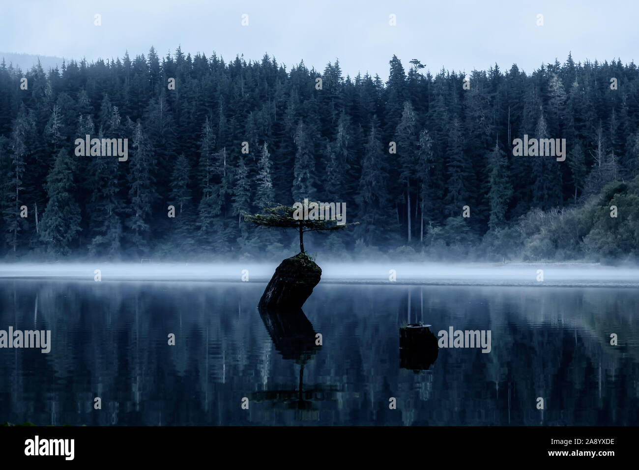 Port Renfrew, Isla de Vancouver, British Columbia, Canadá. Vista de un icónico Bonsai en el Fairy Lake durante un brumoso amanecer de verano. Foto de stock