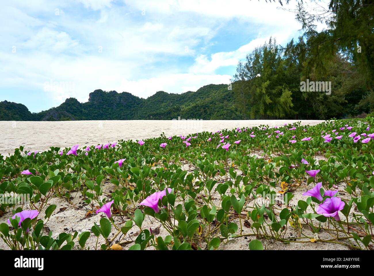 Campo con hermosas flores de color rosa junto a la playa en el mar de Andaman en Tanjung Rhu,Langkawi, Malasia Foto de stock