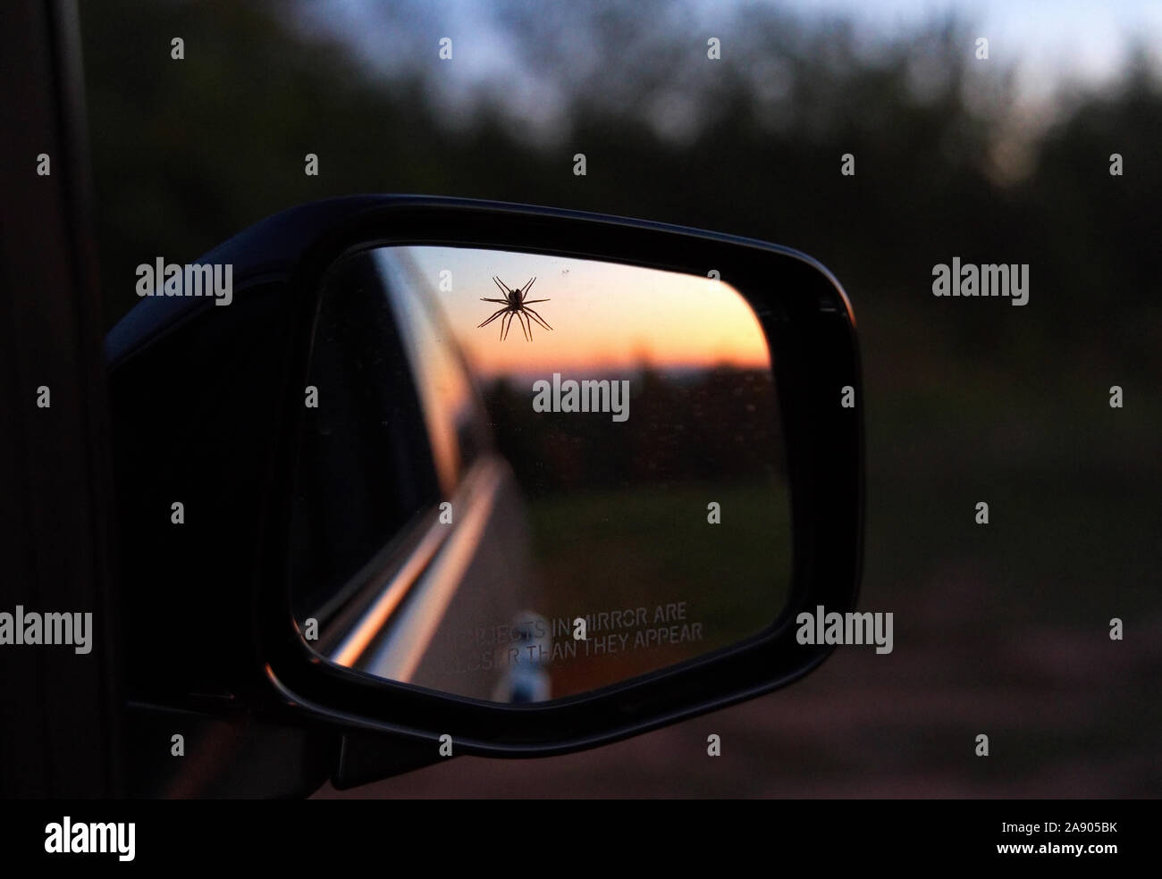 Perdido araña colgando por un espejo lateral de autos. Por suerte, la advertencia sobre el espejo de cómo los objetos están más cerca de lo que aparentan no debería tener credibilidad. Foto de stock
