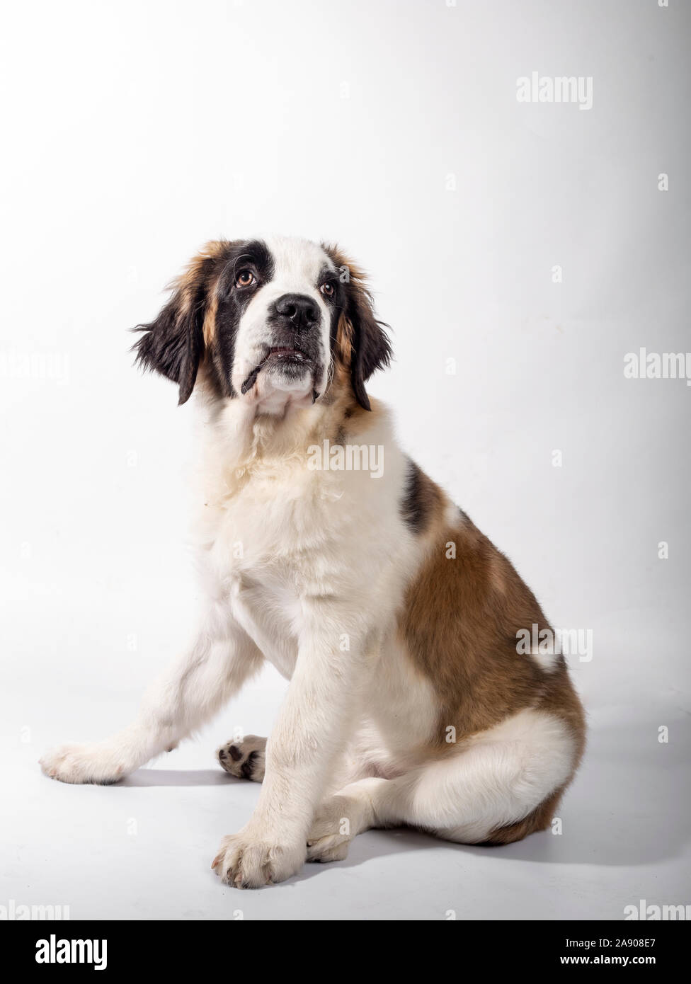 Hermoso cachorro de San Bernardo de 4 meses de longitud completa sentado en  el perfil sobre fondo blanco Fotografía de stock - Alamy