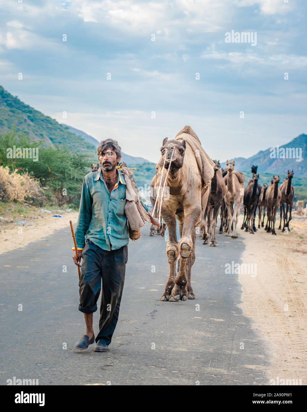 Los comerciantes de camellos regresan del bosque del desierto con su caravana a la feria anual de camellos en Pushkar, Rajasthan. Foto de stock