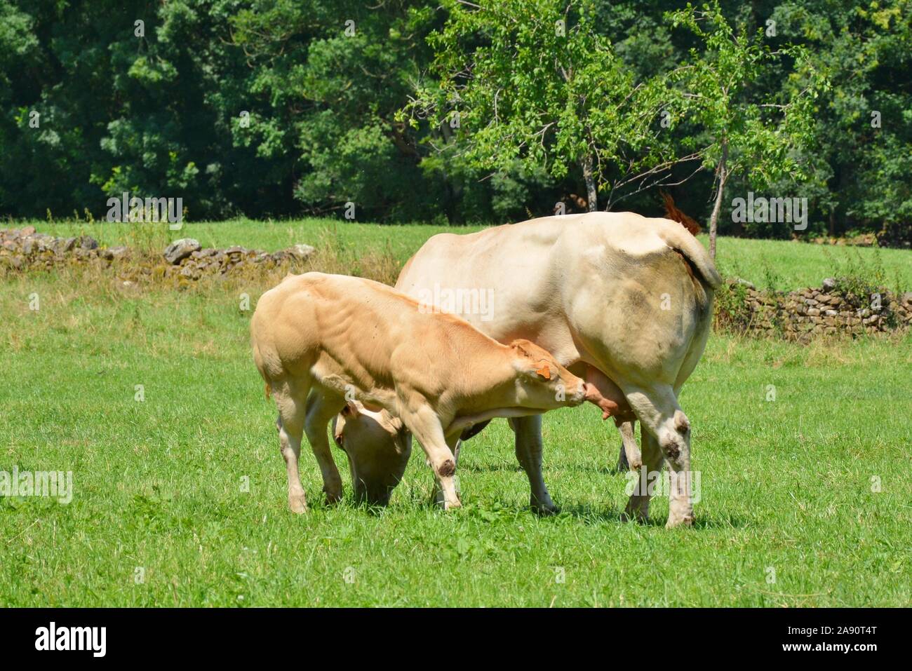 Un ternero a chupar la leche de la ubre de su madre, la vaca Foto de stock