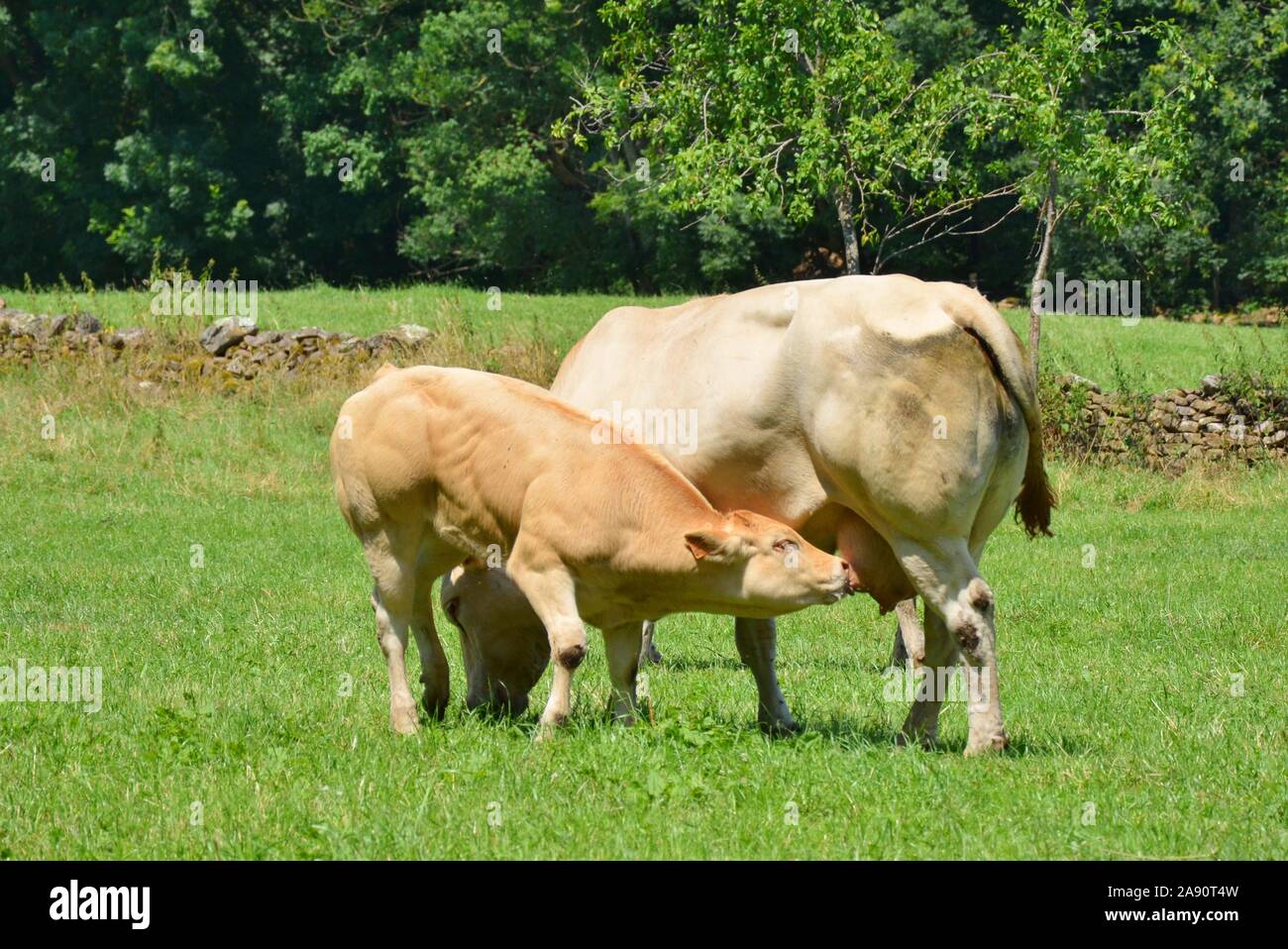 Un ternero a chupar la leche de la ubre de su madre, la vaca Foto de stock