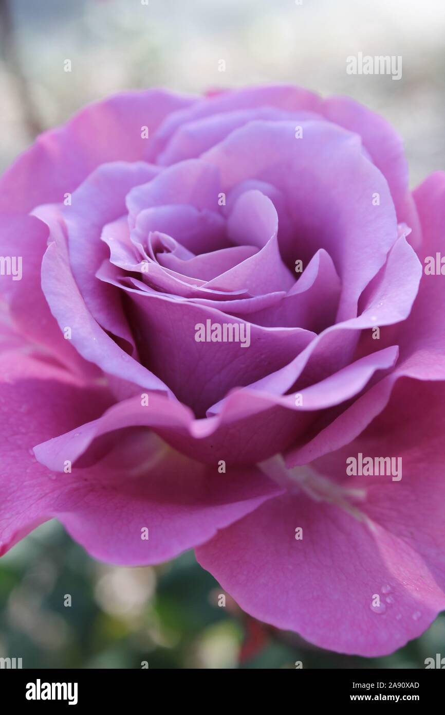 Pétalos de rosa púrpura fotografías e imágenes de alta resolución - Alamy