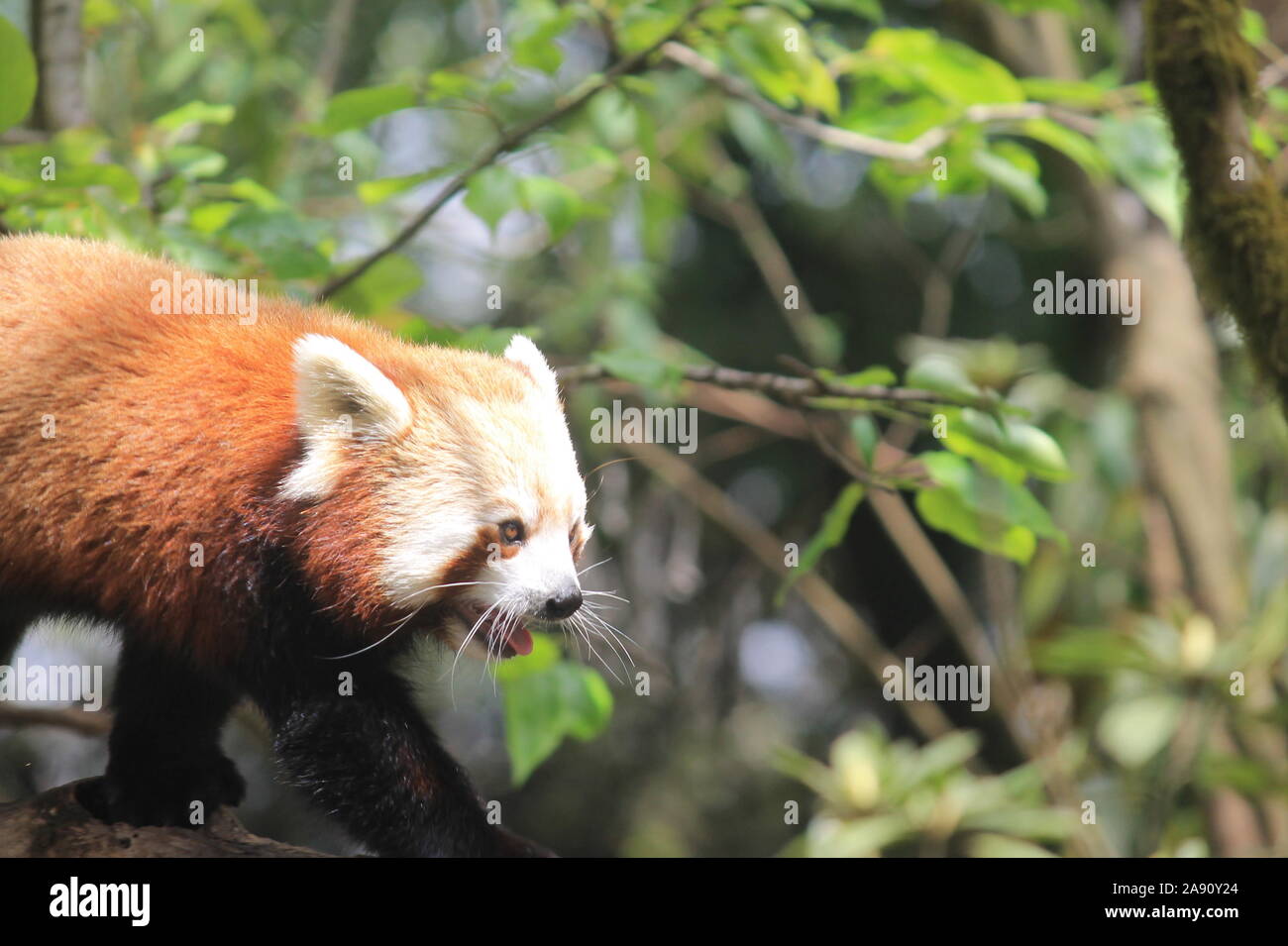 Un panda rojo dulce en itinerancia en las ramas de los árboles. Foto de stock