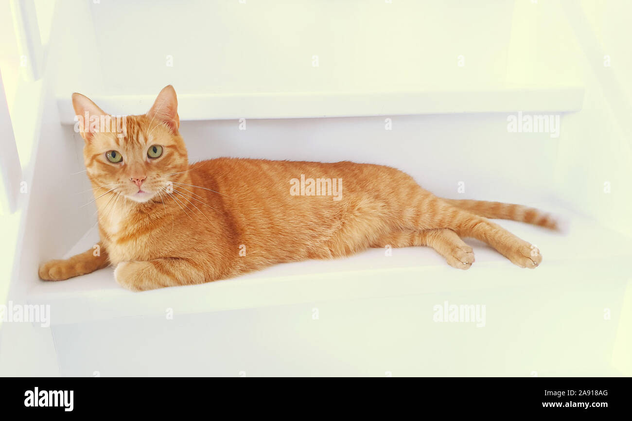 Gato de color rojo sobre blanco escaleras de madera Foto de stock