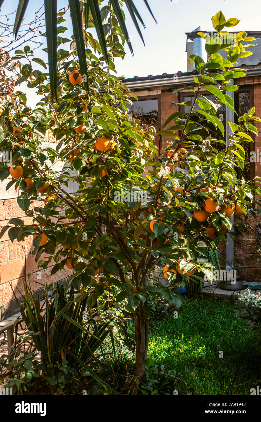 Un pequeño árbol de caqui con fruta madura en el patio entre las flores