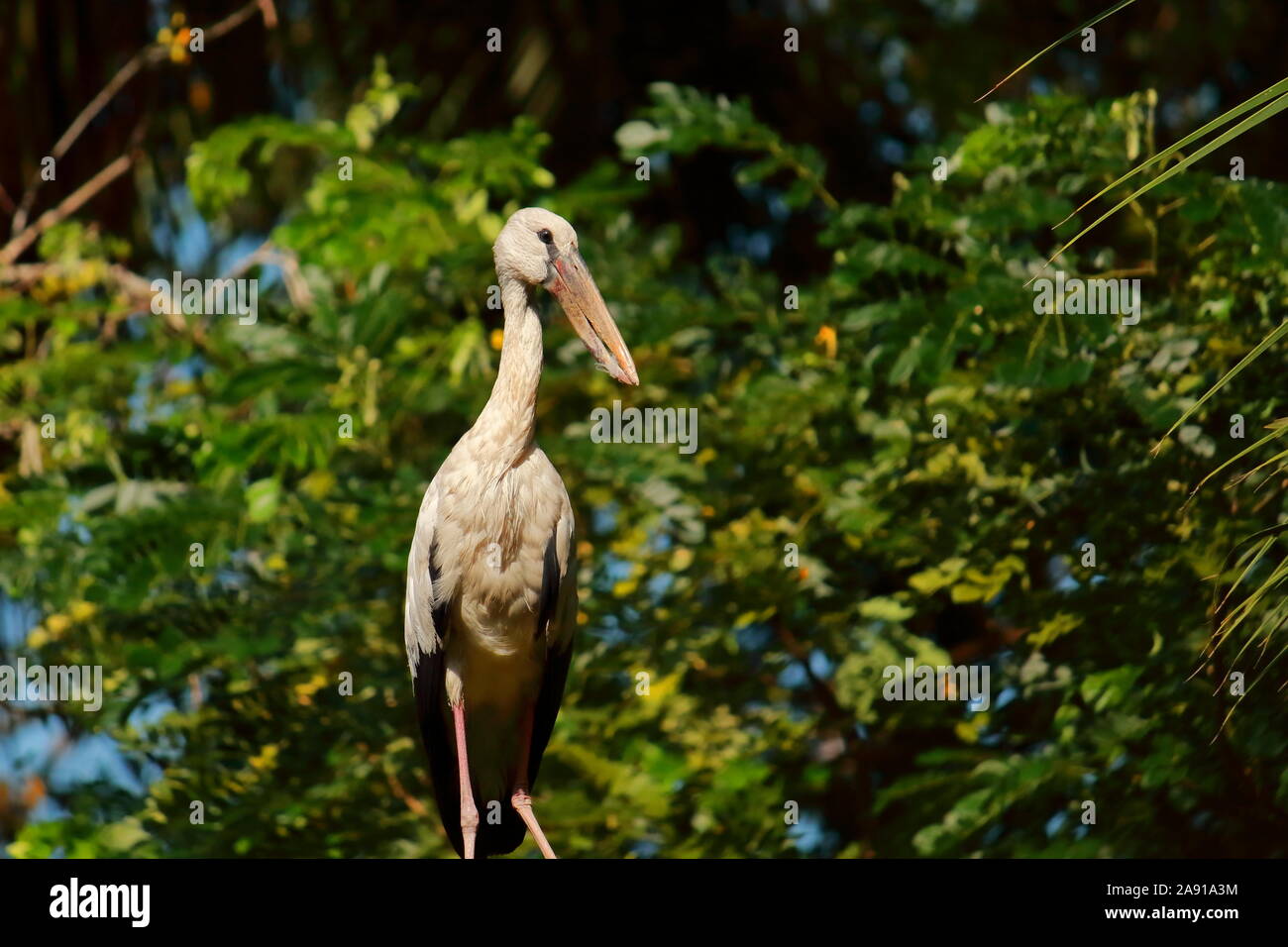 Una cigüeña de pico abierto (Anastomus oscitans) está sentado sobre un árbol en un bosque de la región del delta de Sundarbans, en Bengala Occidental, India Foto de stock