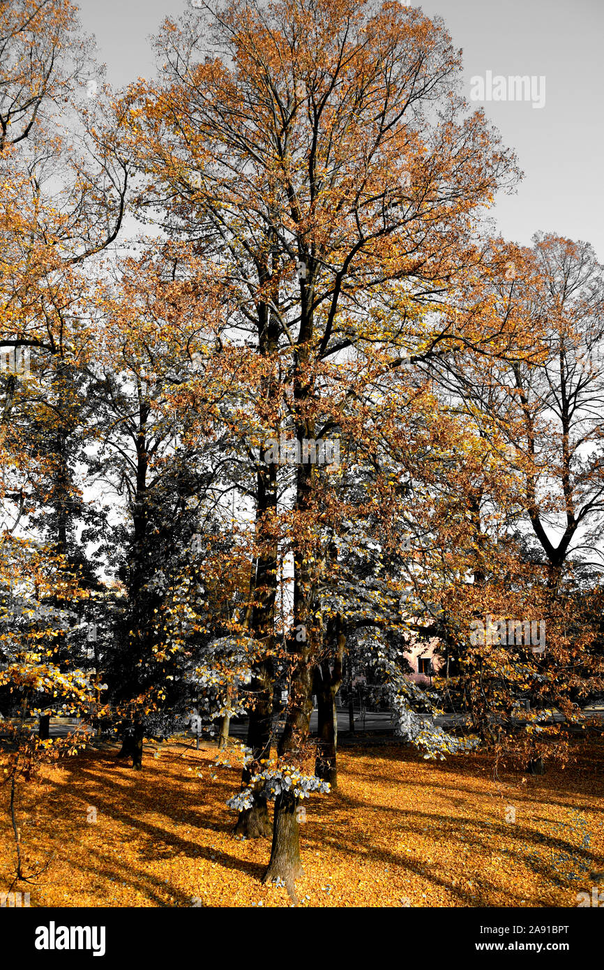 Árbol grande y colores de otoño en el parque Foto de stock