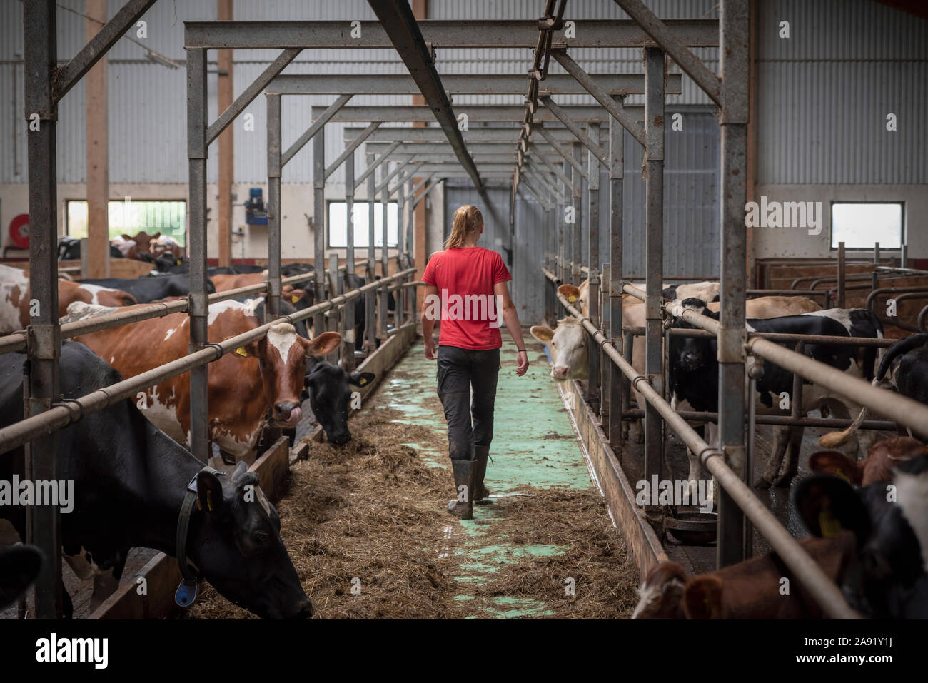 Muchachas de la vaca fotografías e imágenes de alta resolución - Página 2 -  Alamy