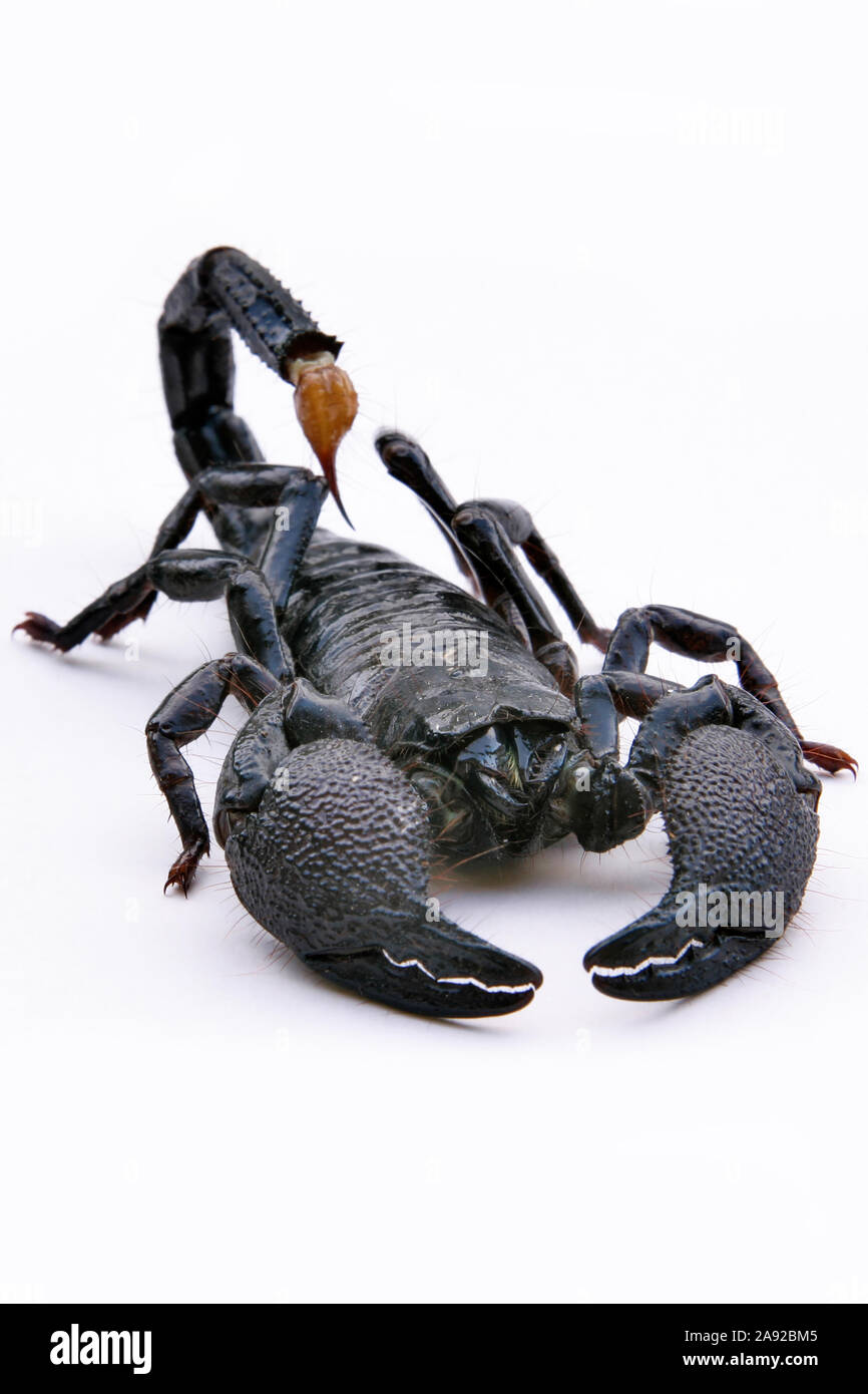 Schwarzer Skorpion, Heterometrus scaber, Foto de stock