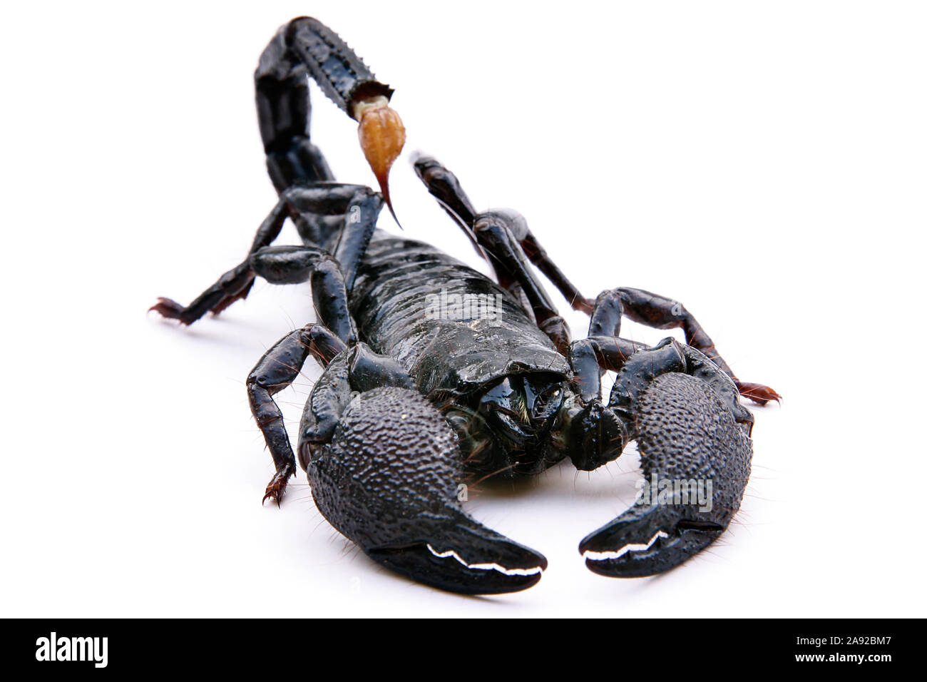 Schwarzer Skorpion, Heterometrus scaber, Foto de stock