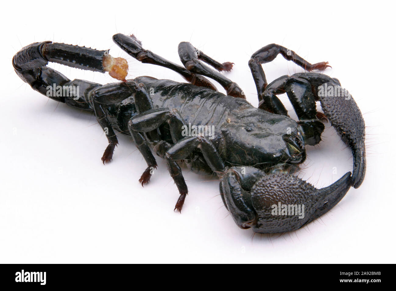 Schwarzer Skorpion, Heterometrus scaber, Foto de stock