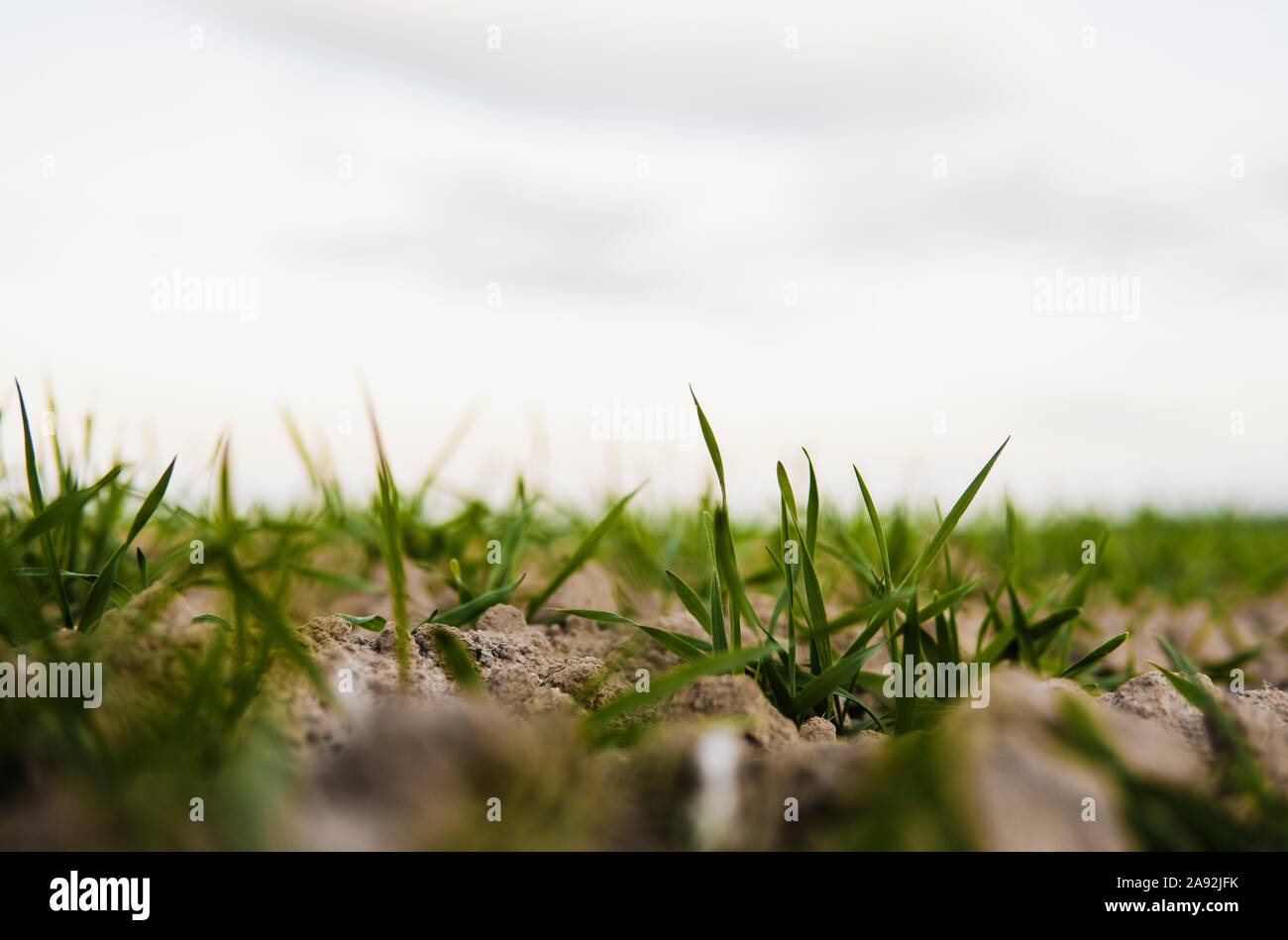 Jóvenes Plántulas De Trigo Creciendo En Un Campo En Otoño Joven Crece El Trigo Verde En El 6950