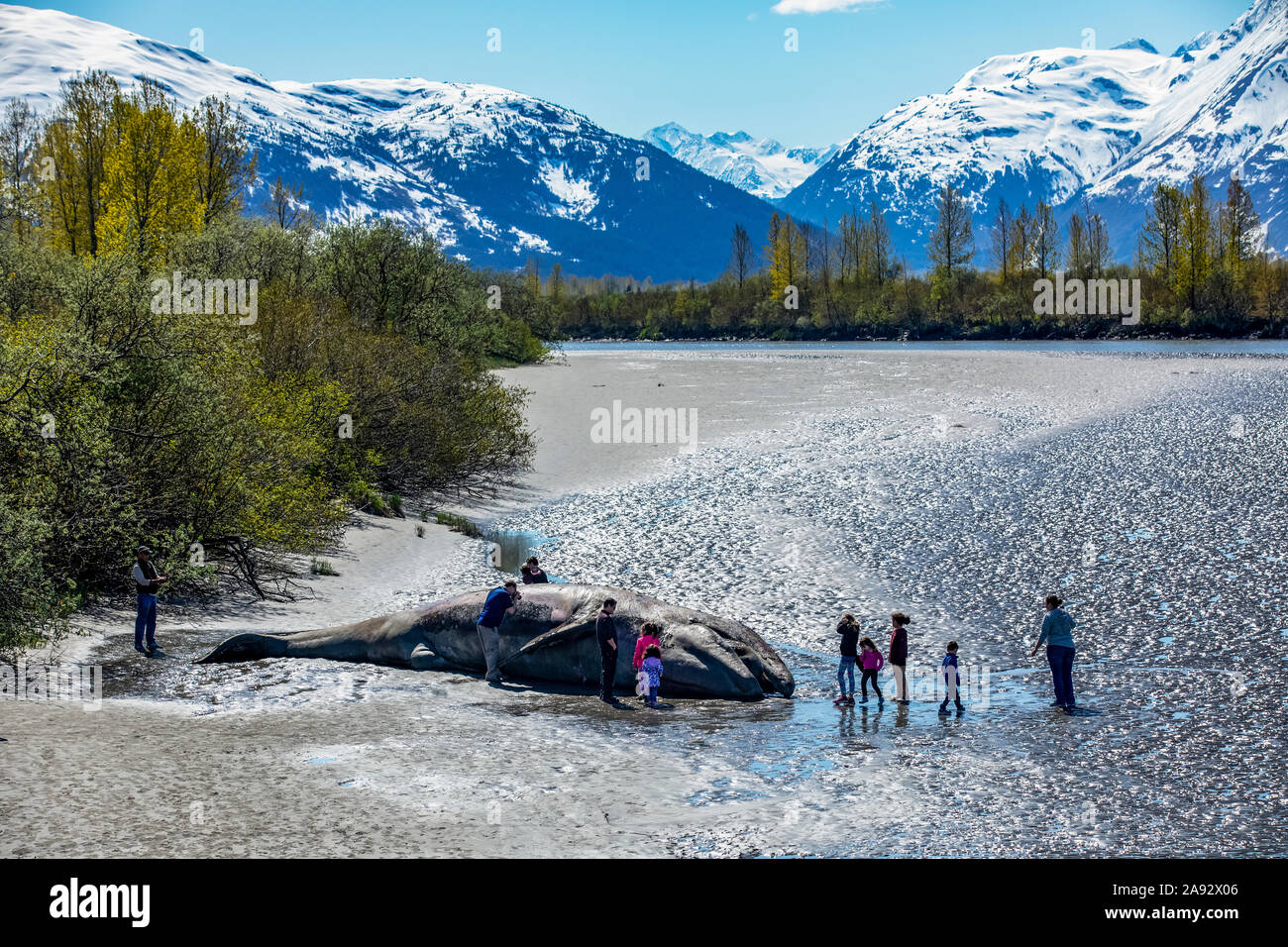 Los visitantes paran en una ballena gris escalfada (Eschrichtius robustus) cerca de Portage, Alaska, en el centro-sur de Alaska. Ballena lavada fuera de Turnagain Arm y... Foto de stock