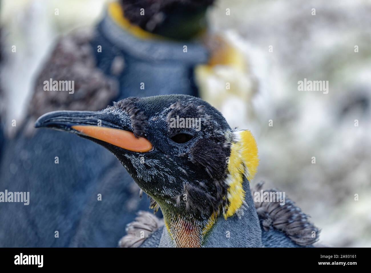 Pingüino Rey (Aptenodytes patagonicus), cerca de retrato, en muda, Saint Andrews Bay, South Georgia Foto de stock