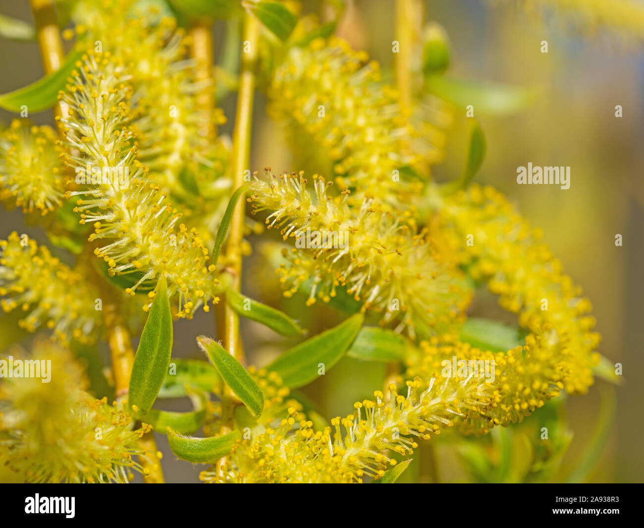 Las flores masculinas del sauce llorón Salix babylonica Fotografía de