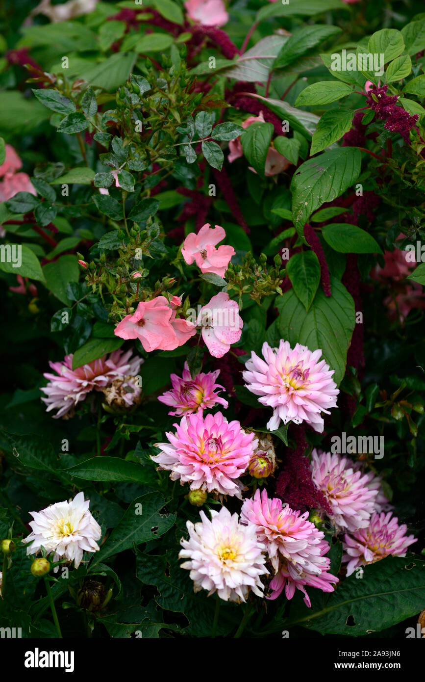 Dalia,rosa,Amaranto,mezclar,mezclado,plantación Floral,RM Foto de stock