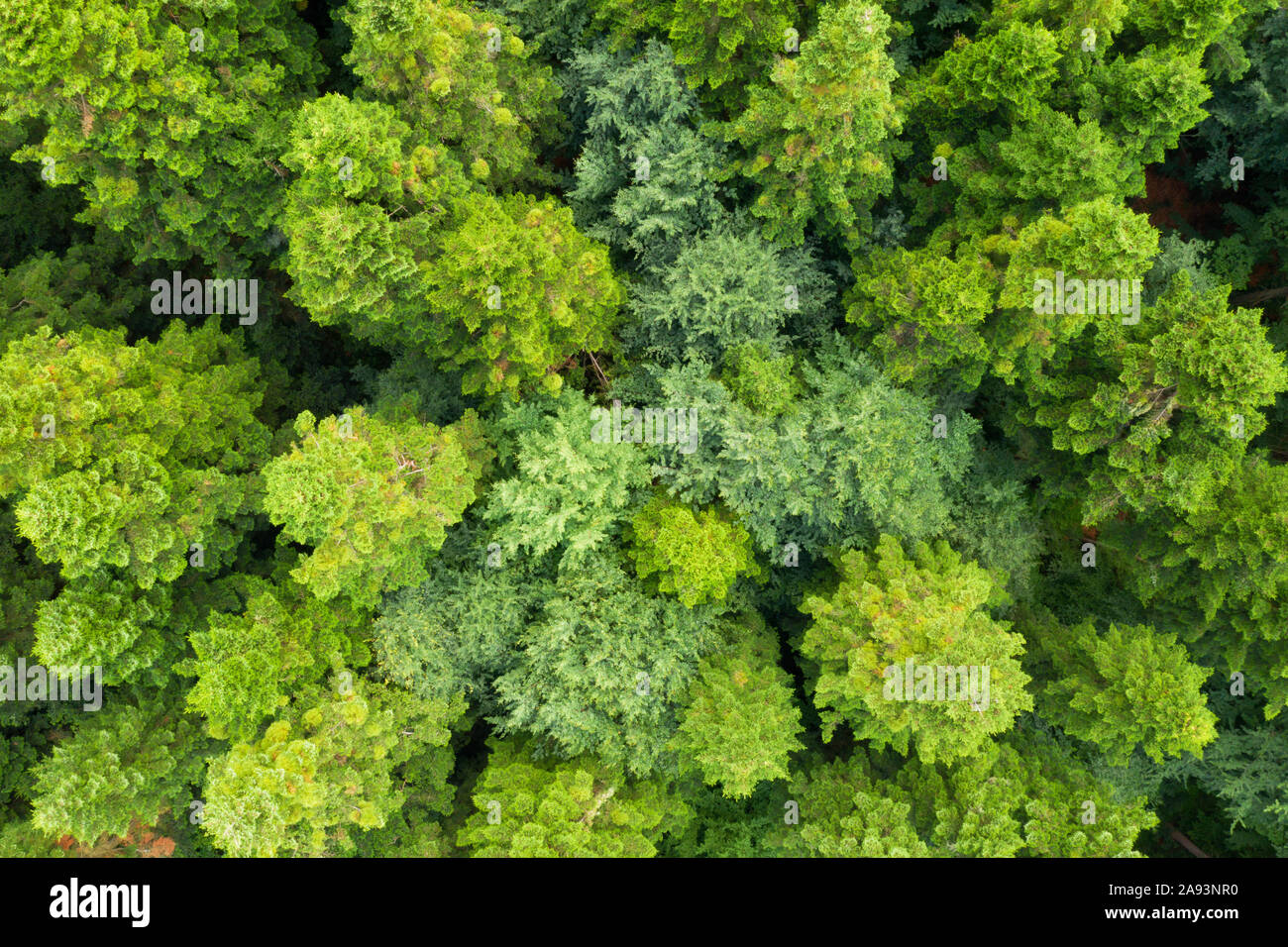 Antena drone foto mirando hacia abajo en el mágico bosque de verano. Antecedentes de la naturaleza. Fotografía paisajística Foto de stock