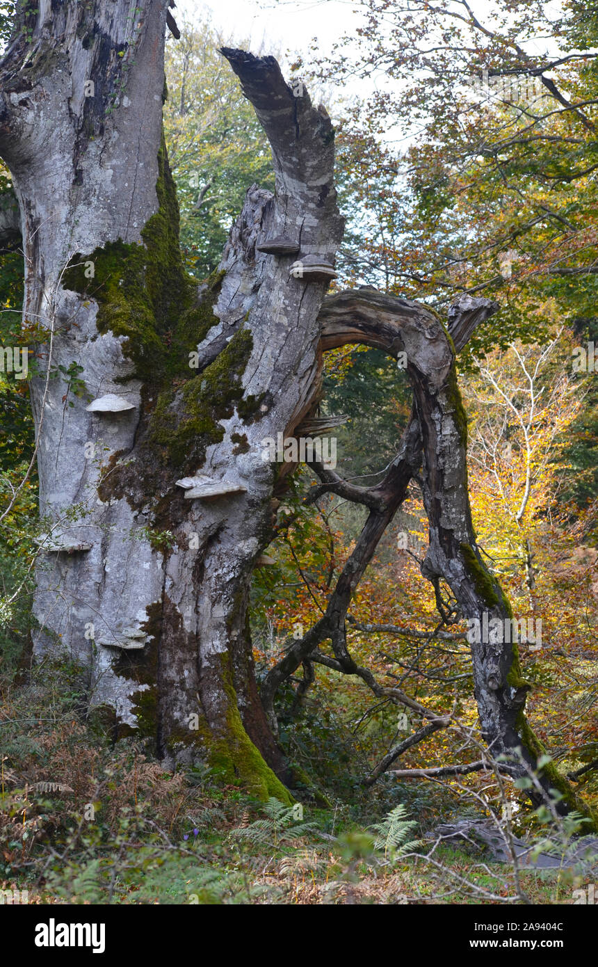 Los hongos crecen en el tronco de un hayedo de la Sierra de Urbasa
