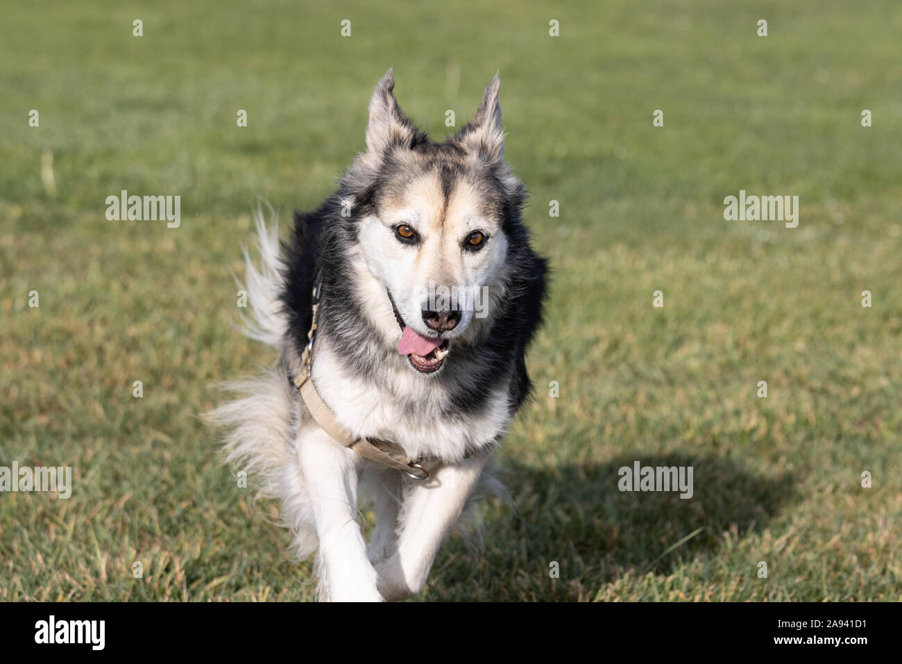 Pastor alemán husky raza mixta fotografías e imágenes de alta resolución -  Alamy