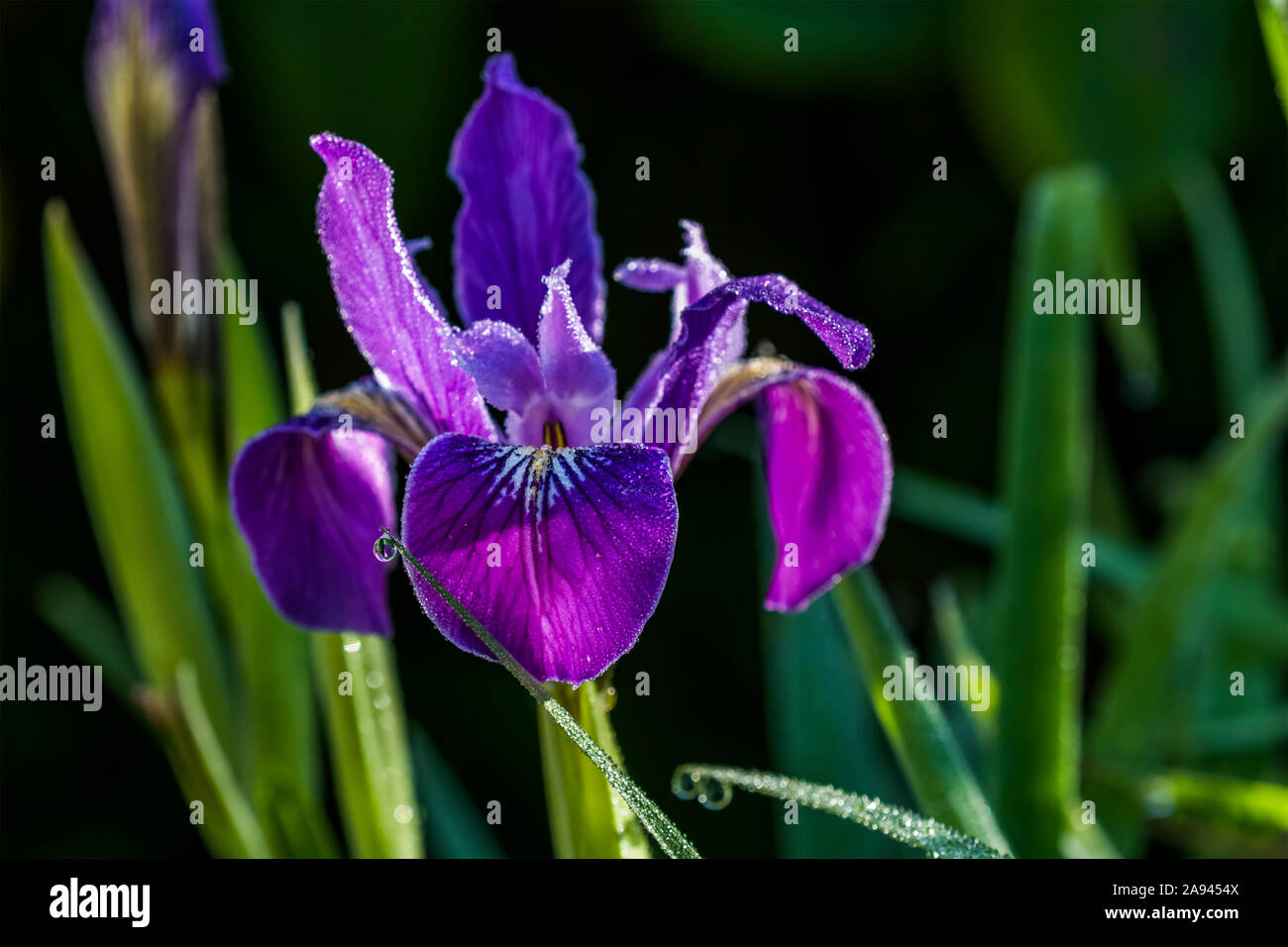 El rocío matutino se escucha en la bandera de Oregon (Iris tenax) en un lecho de flores de Oregon; Astoria, Oregon, Estados Unidos de América Foto de stock