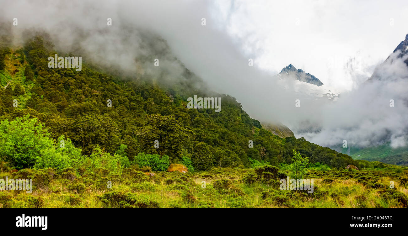 Exuberante follaje y nubes bajas colgando sobre el valle, Milford Sound; South Island, Nueva Zelanda Foto de stock