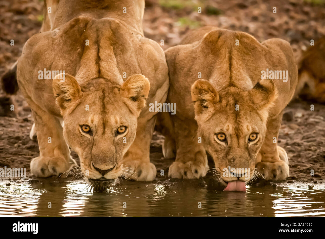 Dos mentirosos (Panthera leo) yacen bebiendo del pozo de agua, Grumeti Serengeti Tented Camp, Parque Nacional Serengeti; Tanzania Foto de stock