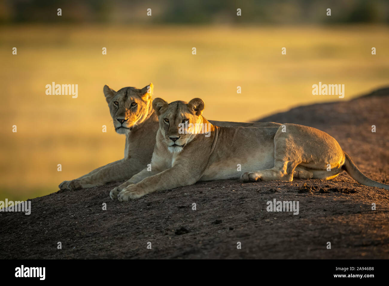 Dos Lionesses (Panthera leo) yacen en el banco al amanecer, Grumeti Serengeti Tented Camp, Parque Nacional Serengeti; Tanzania Foto de stock