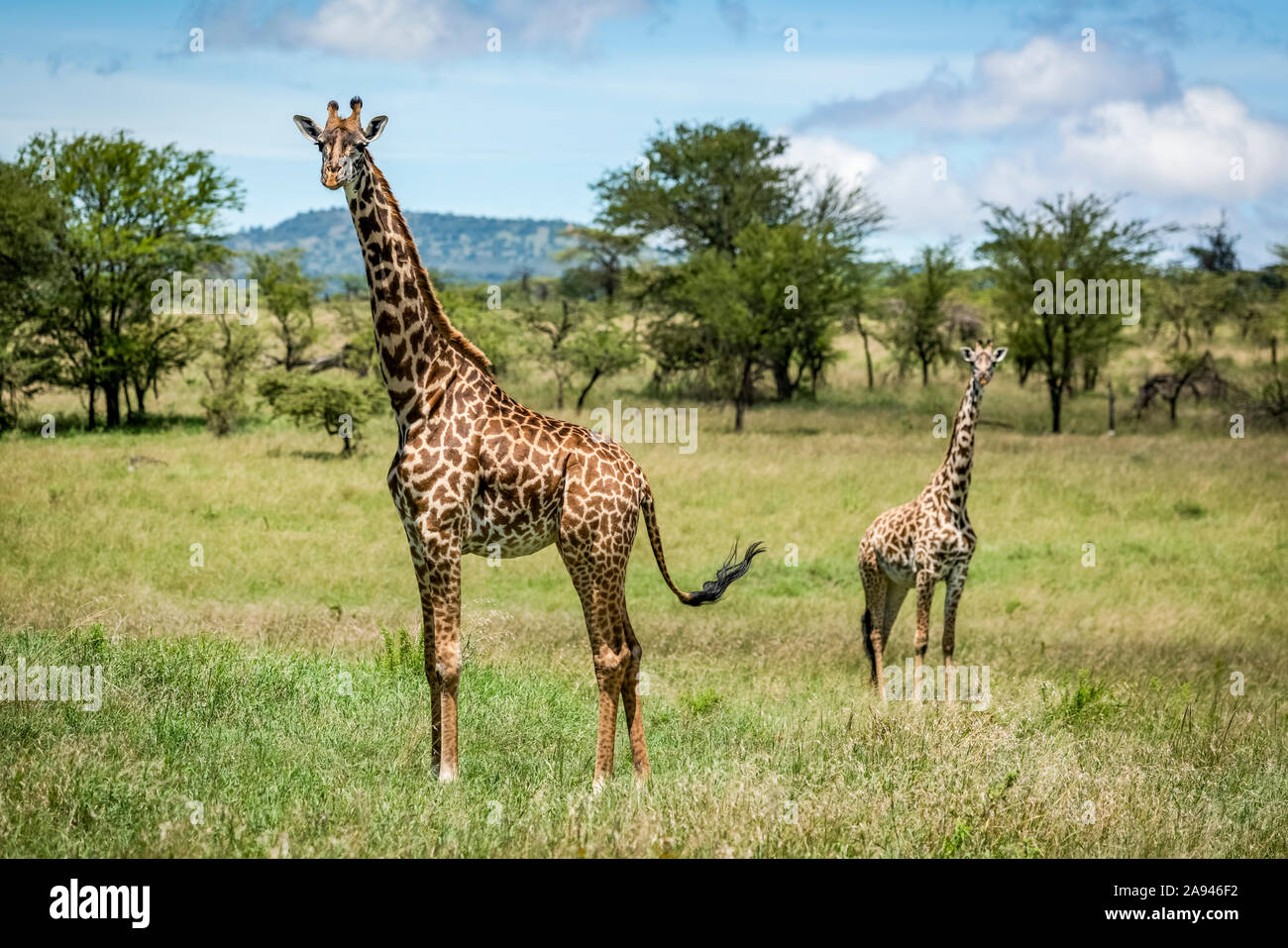 Masai Giraffe (Giraffa camelopardalis tippelskirchii) está con ternero en la sabana, Klein's Camp, Parque Nacional Serengeti; Tanzania Foto de stock