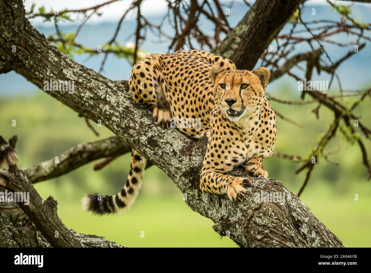 Male cheetah (Acinonyx jubatus) se encuentra en el árbol mirando hacia fuera, Klein's Camp, Parque Nacional Serengeti; Tanzania Foto de stock