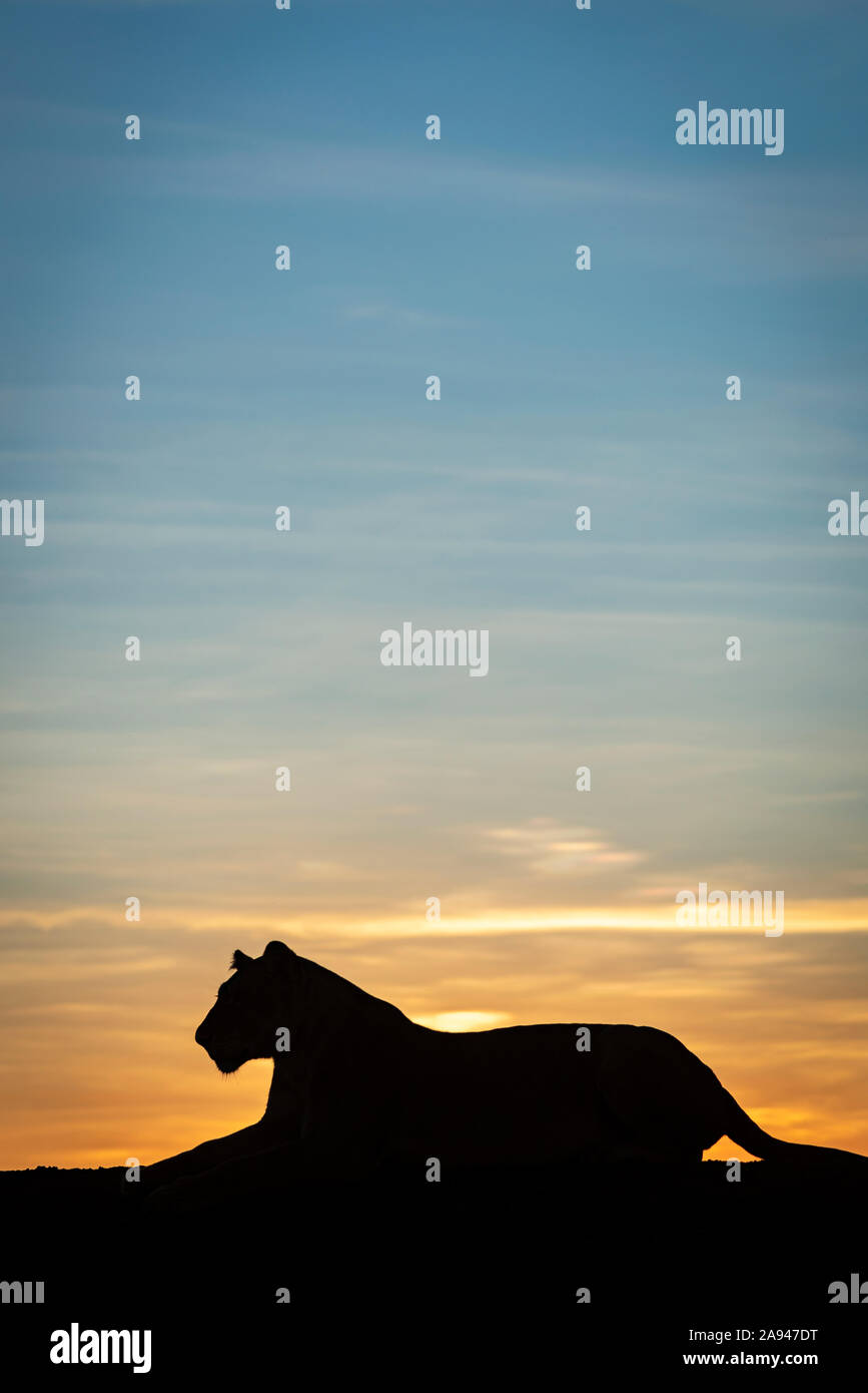 Leona (Panthera leo) se encuentra en silueta contra el cielo del amanecer, Grumeti Serengeti Tented Camp, Parque Nacional Serengeti; Tanzania Foto de stock