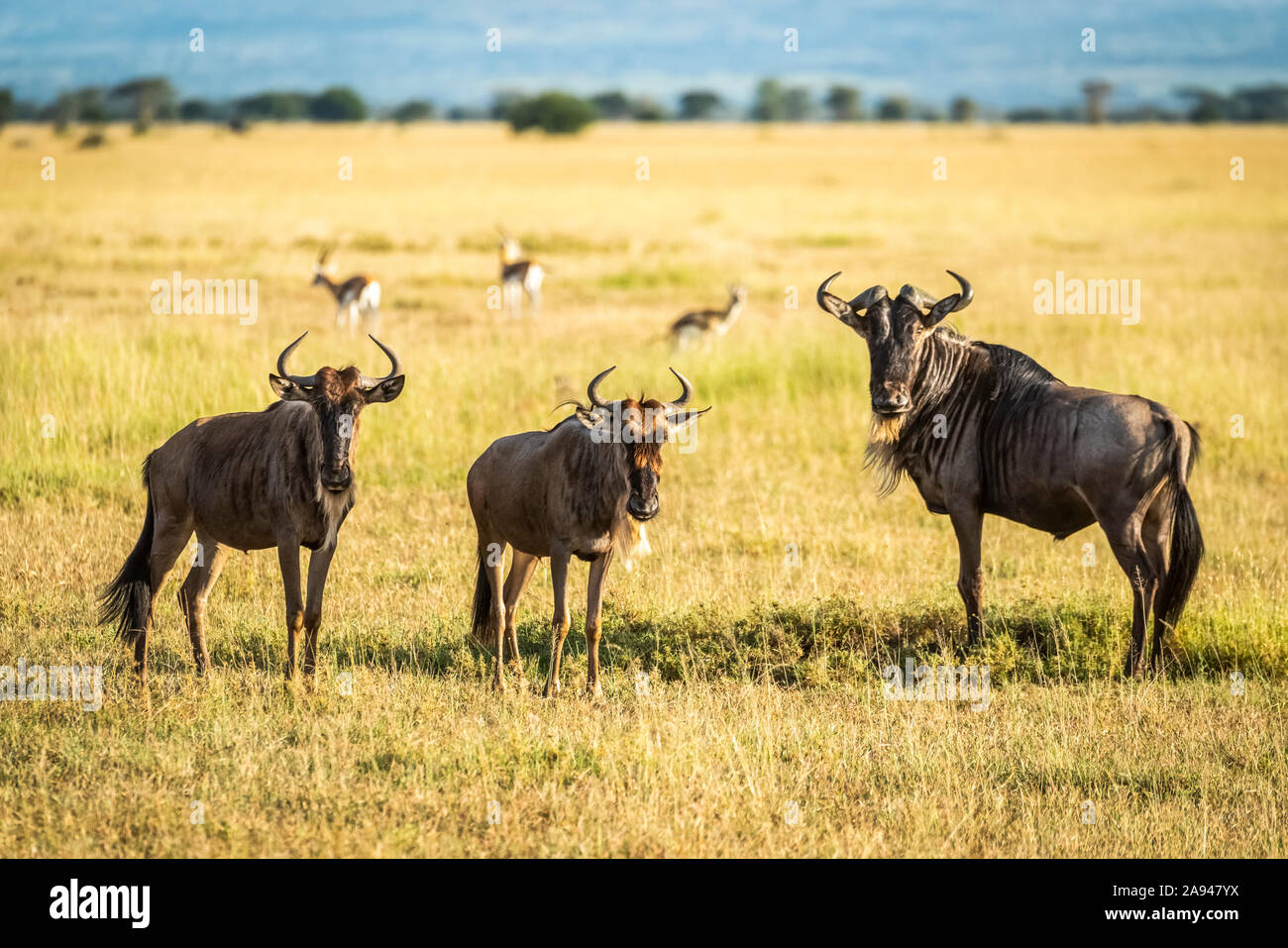 Tres wildebeest azul (Connochaetes taurinus) están mirando a cámara, Grumeti Serengeti Tented Camp, Parque Nacional Serengeti; Tanzanai Foto de stock