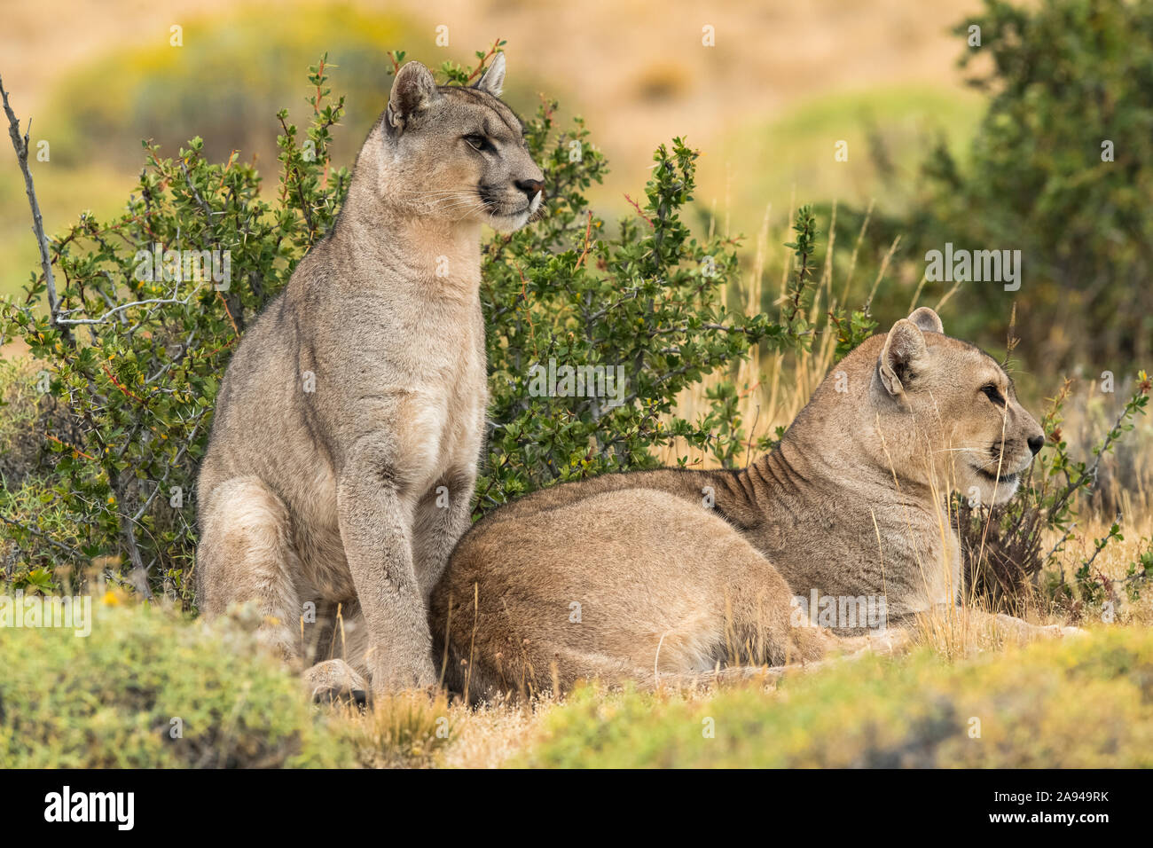 Dos pumas en el paisaje del sur de Chile; Chile Fotografía de stock - Alamy