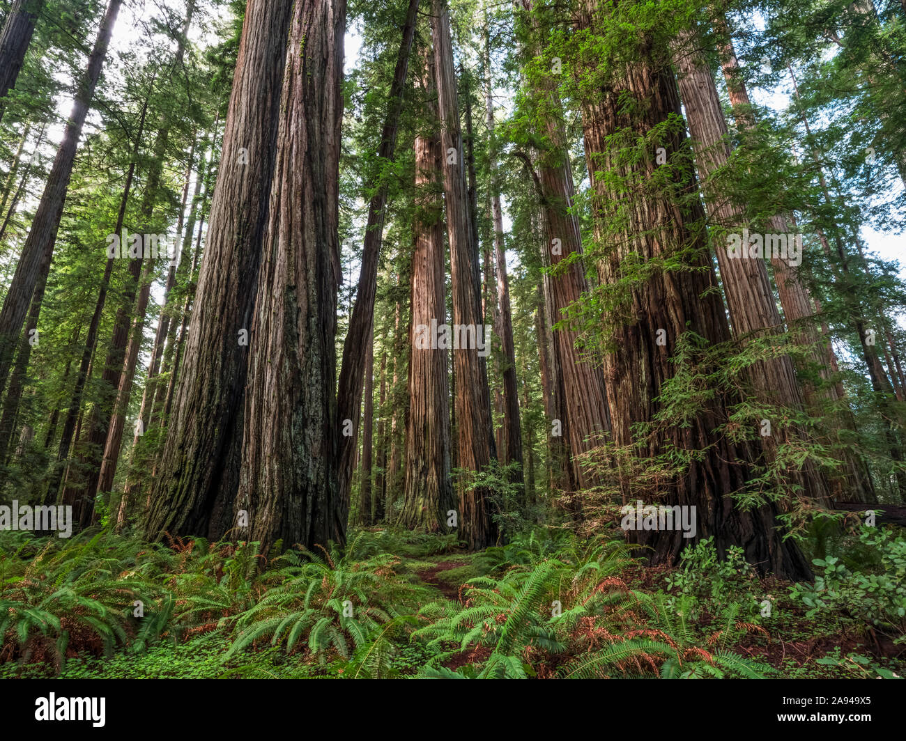 En los bosques de Redwood del norte de California. Los árboles son masivos y alcanzan el cielo; California, Estados Unidos de América Foto de stock