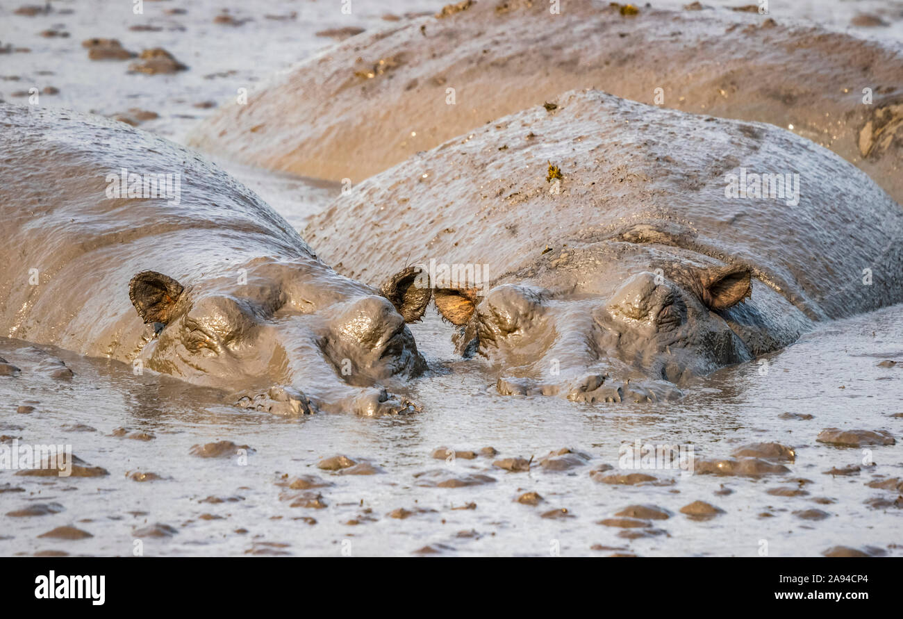 Vaina de hipopótamo (Hippopotamus amphibius), Parque Nacional de la Reina Elizabeth; Región Occidental, Uganda Foto de stock