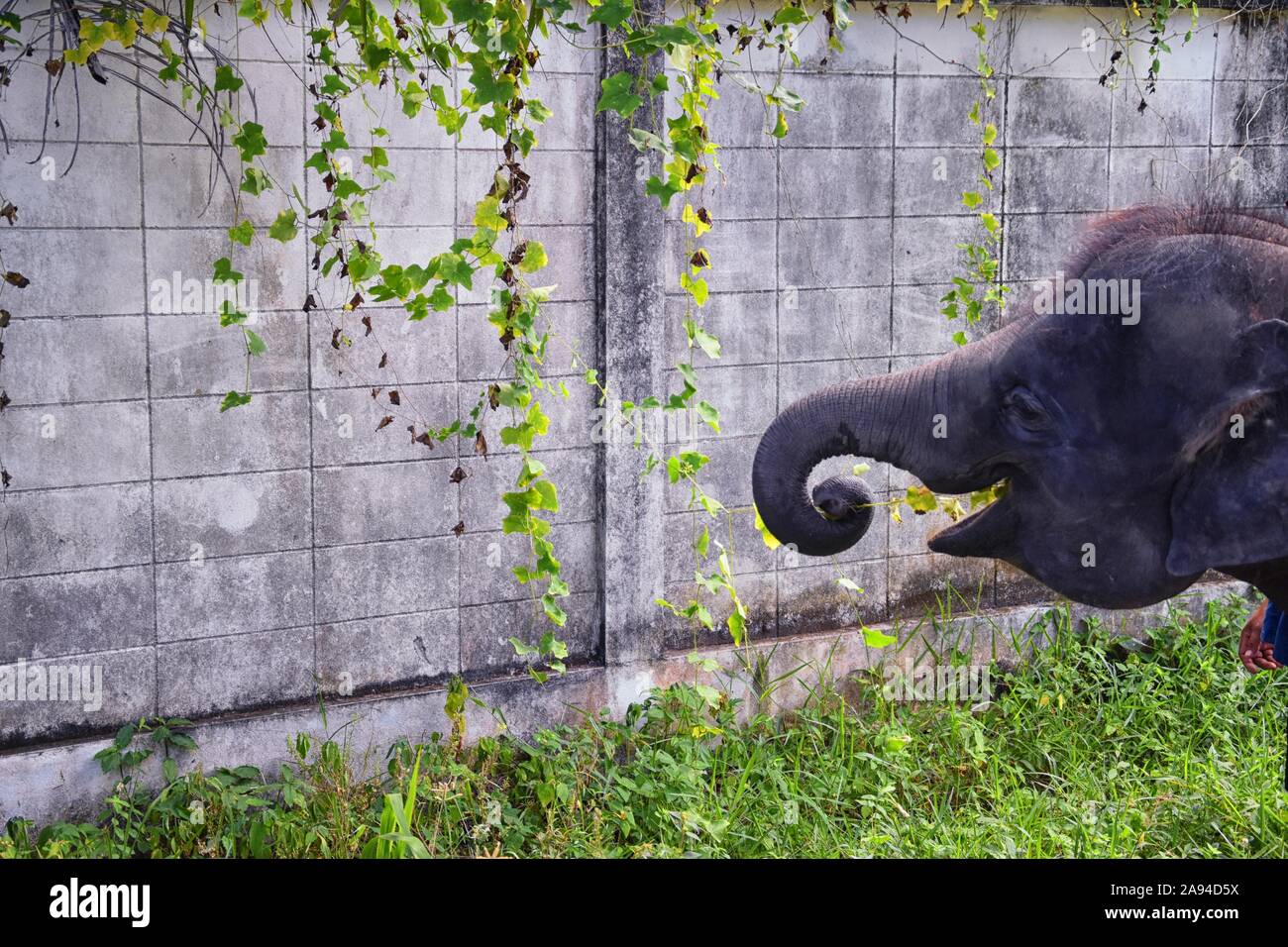 Bebé elefante, Elephas maximus, rescatada, Curación a ser reintroducidos en el medio silvestre, vista cercana en parque protegido, animales herbívoros en Phuket, Tailandia Foto de stock