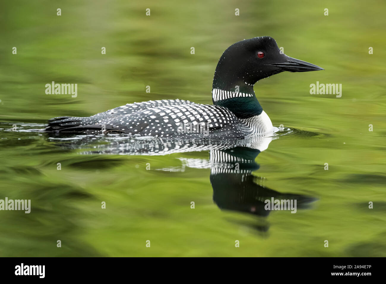 Imagen de espejo del loon común (immer Gavia) reflejada en la superficie del agua; Whitehorse, Yukon, Canadá Foto de stock