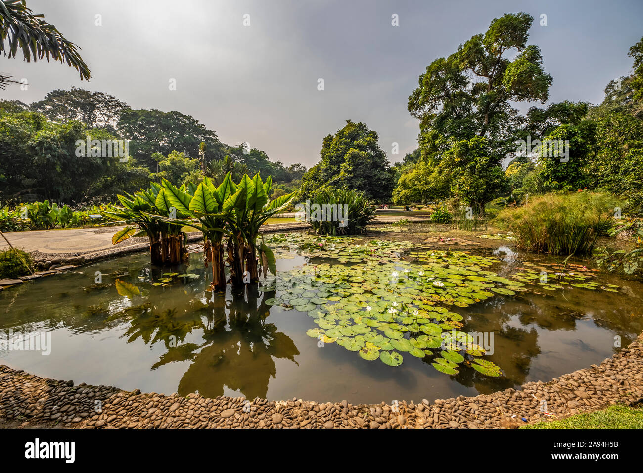 Jardín de plantas acuáticas en los Jardines Botánicos Bogor; Bogor, Java Occidental, Indonesia Foto de stock