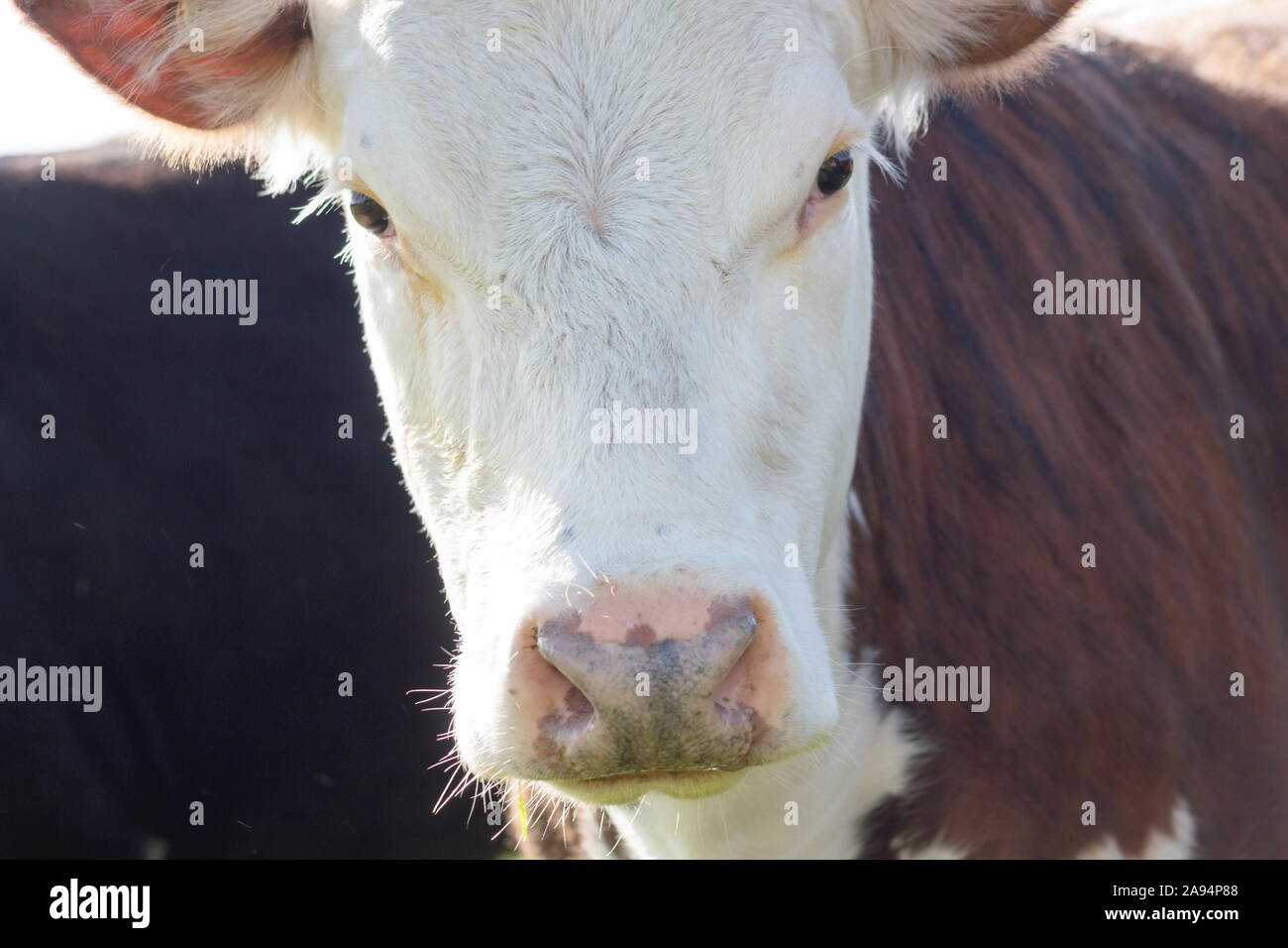 Cerrar la imagen de una vaca mirando hacia la cámara full frame Foto de stock