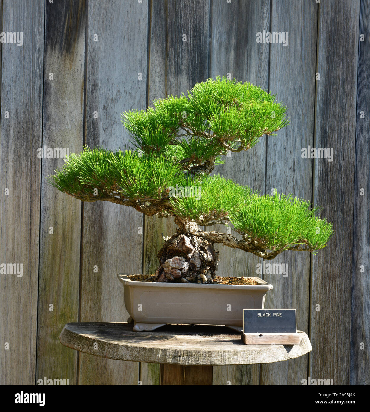 Hoja de pino negro japones fotografías e imágenes de alta resolución