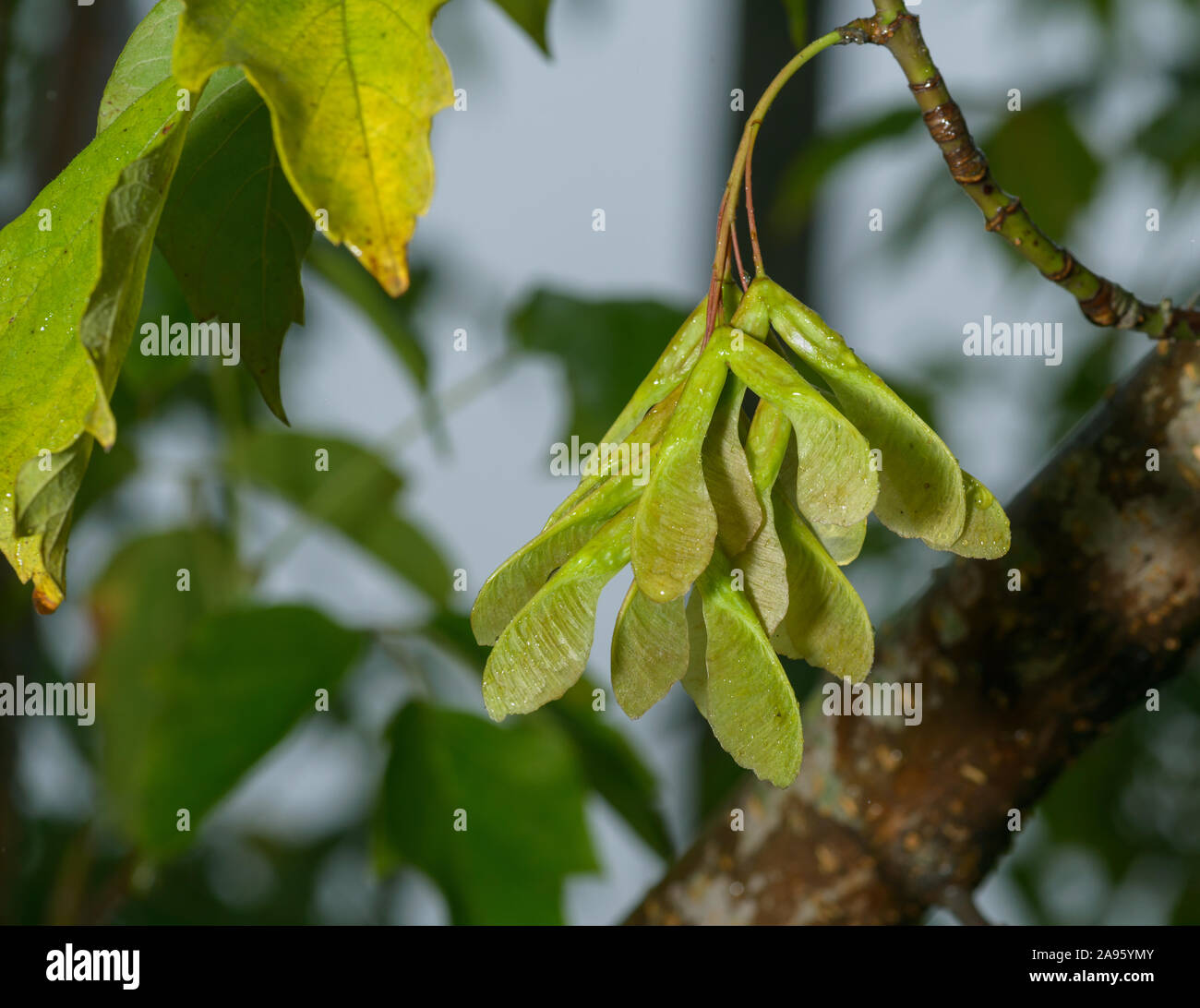 Las semillas de Arce verde en el árbol después de la lluvia Fotografía de  stock - Alamy