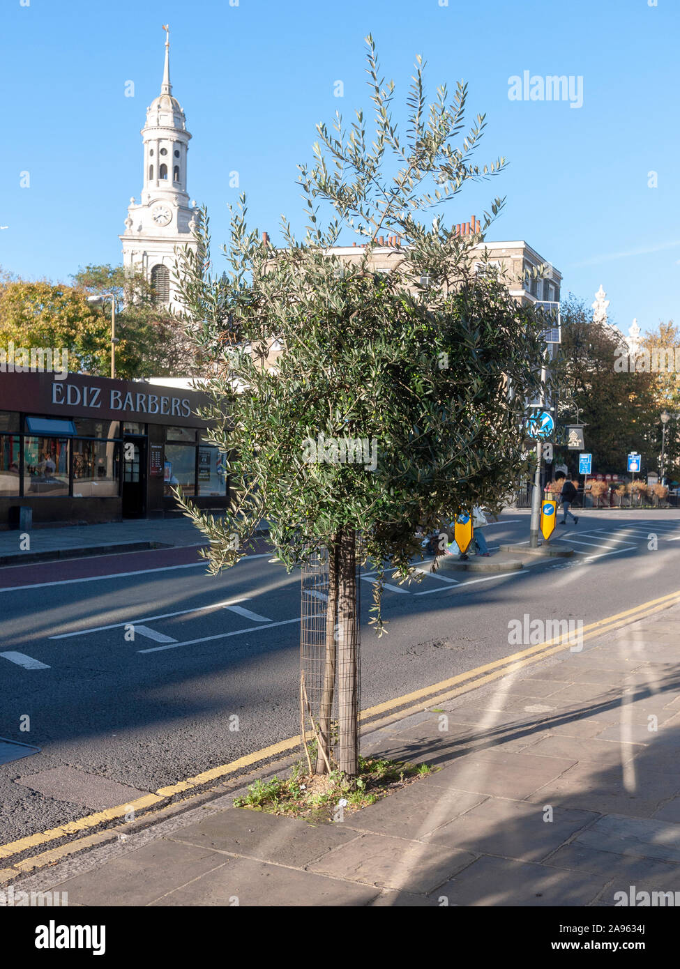 Recién plantado de olivos (Olea europaea), árbol de la Calle Greenwich, Londres SE10 Foto de stock