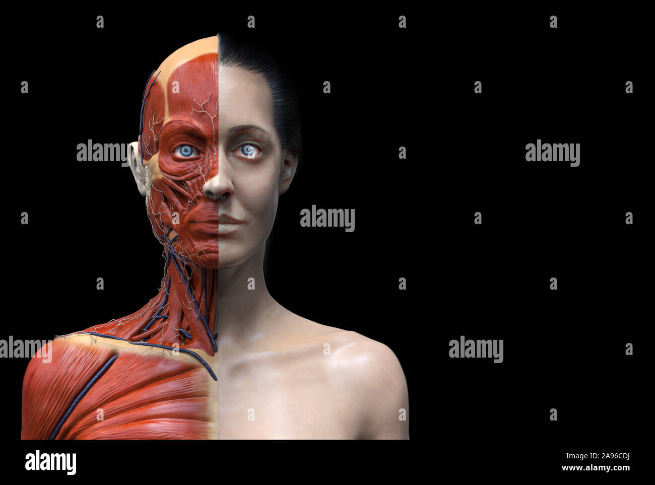Estructura de los músculos de la anatomía del cuerpo humano de una mujer, vista frontal vista lateral y vista en perspectiva 3D Render Foto de stock