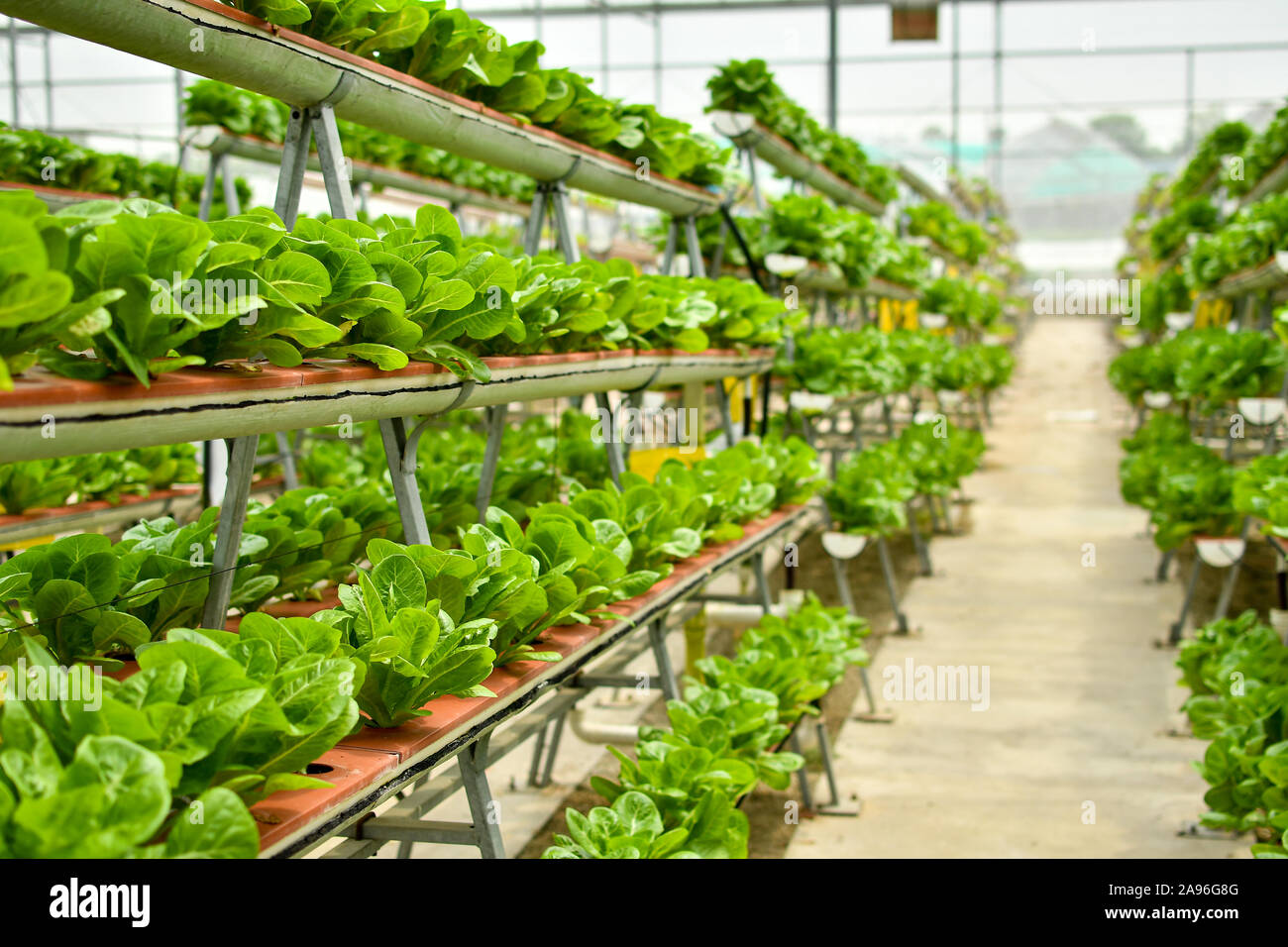 Filas de vegetales orgánicos en agricultura vertical Foto de stock